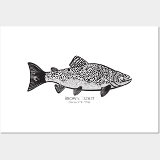 Brown Trout with Common and Latin Names - on light colors Posters and Art